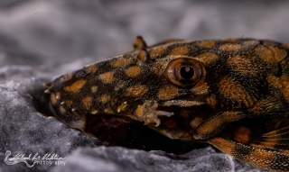 Ancistrus sp. `RIO PARAGUAY`